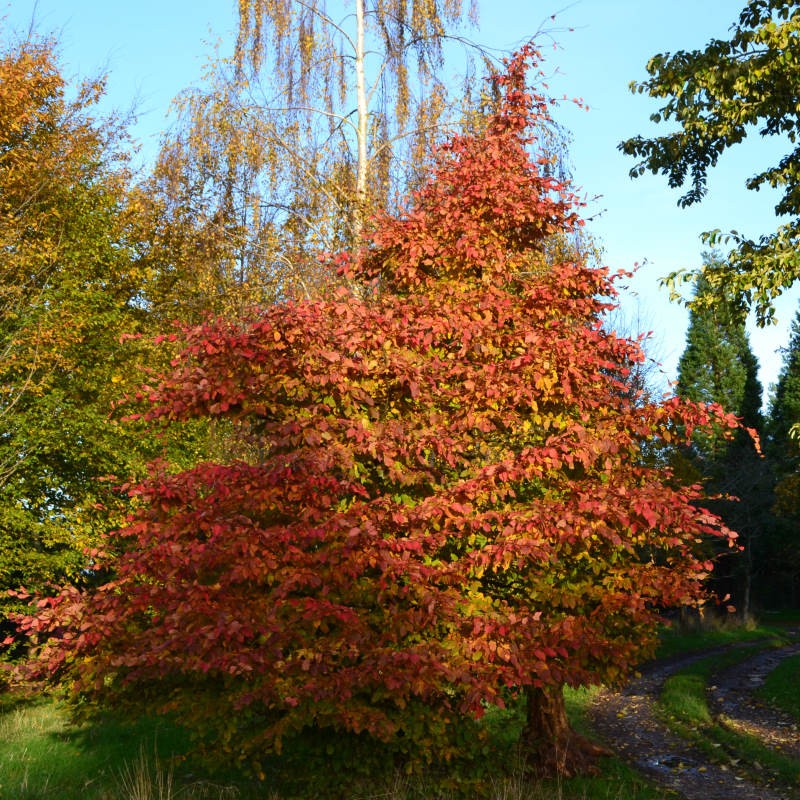 Carpinus betulus 'Rockhampton Red' - established specimen in autumn