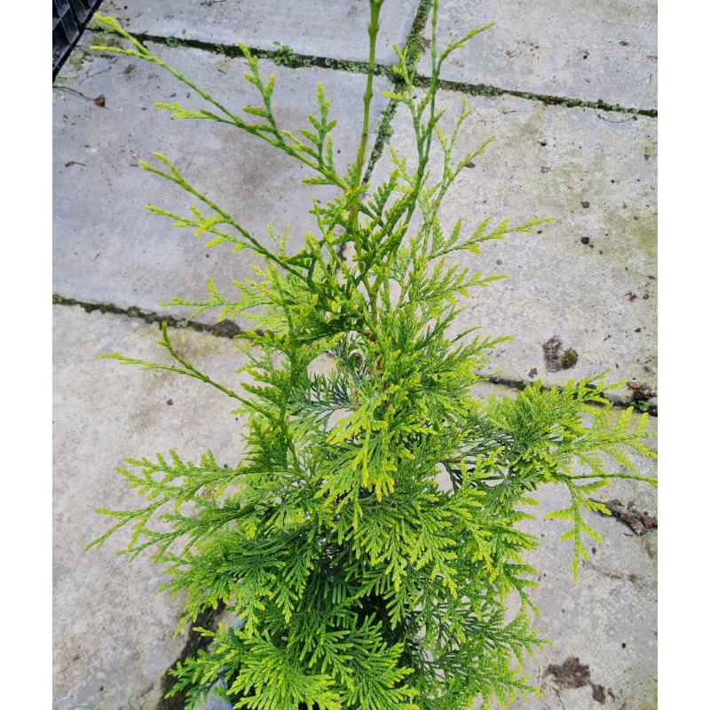 Thuja occidentalis 'Golden Brabant' - golden-green leaves on a young plant