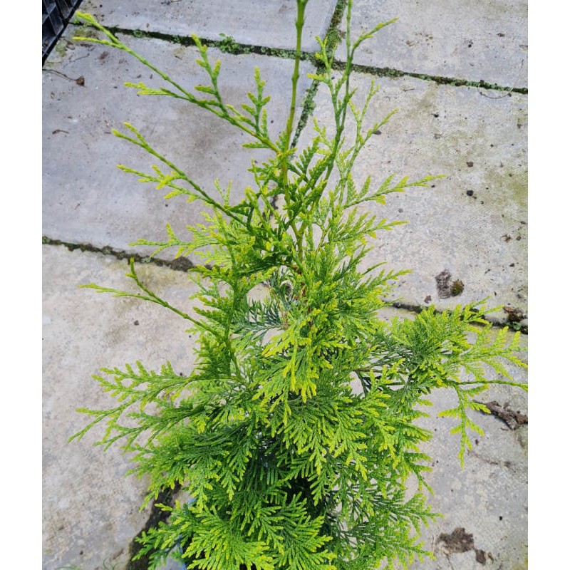 Thuja occidentalis 'Golden Brabant' - golden-green leaves on a young plant Thuja occidentalis 'Golden Brabant' - golden-green leaves on a young plant