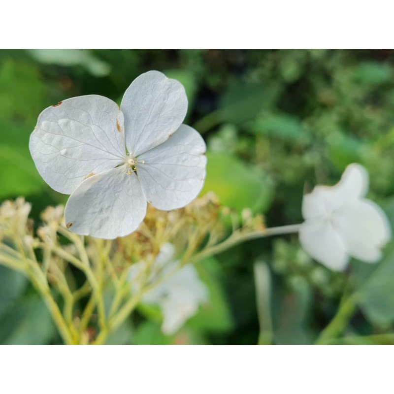 Hydrangea longipes ‘Trelissick’ - clusters of tiny white flowers in early summer surrounded with large white florets.