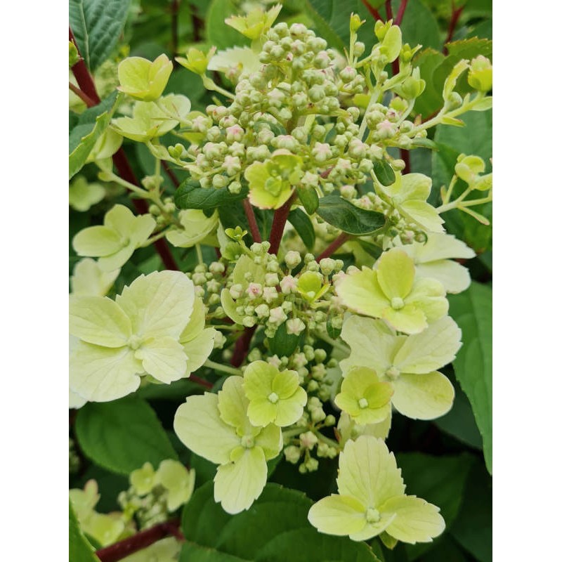 Hydrangea paniculata 'Early Harry' - flowers in late June