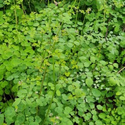 Thalictrum 'Splendide' - bright green young growth in early summer