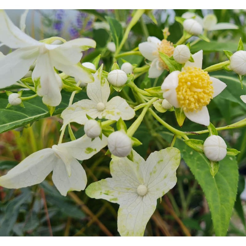 Platycrater arguta - flowers in early July