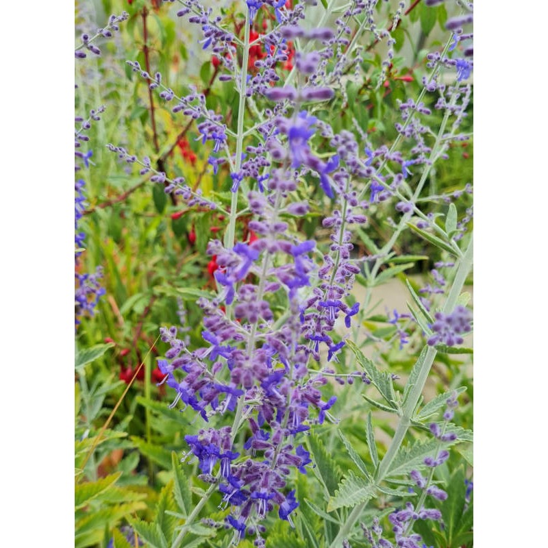 Perovskia atriplicifolia 'Crazy Blue' - flowers in summer