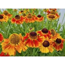 Helenium 'Mardi Gras' - flowers in mid Summer