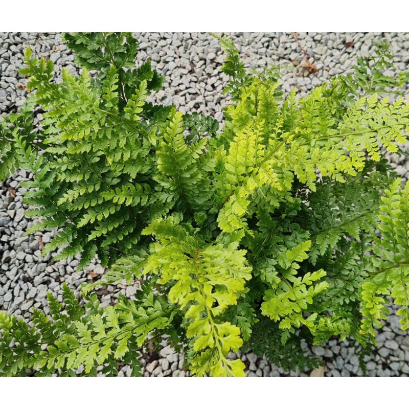 Polystichum setiferum 'Proliferum' - young plant in early July