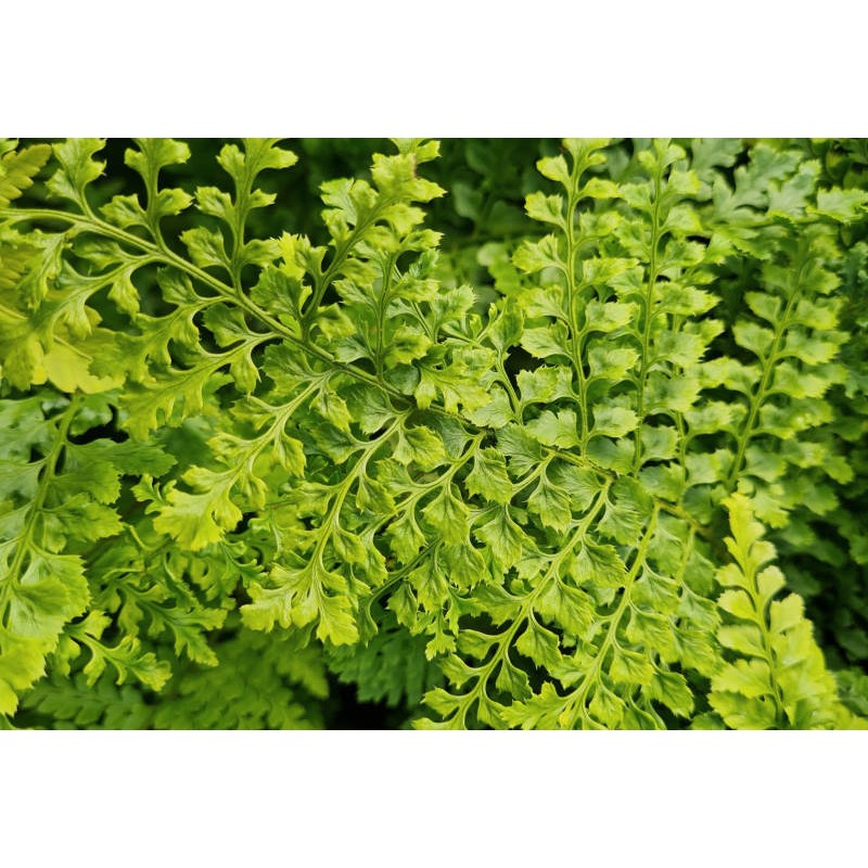 Polystichum setiferum 'Proliferum' - close up of leaves