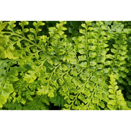 Polystichum setiferum 'Proliferum' - close up of leaves
