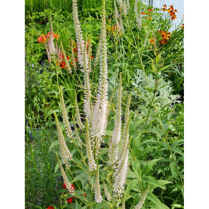 Veronicastrum virginicum f. roseum - flowers in late summer