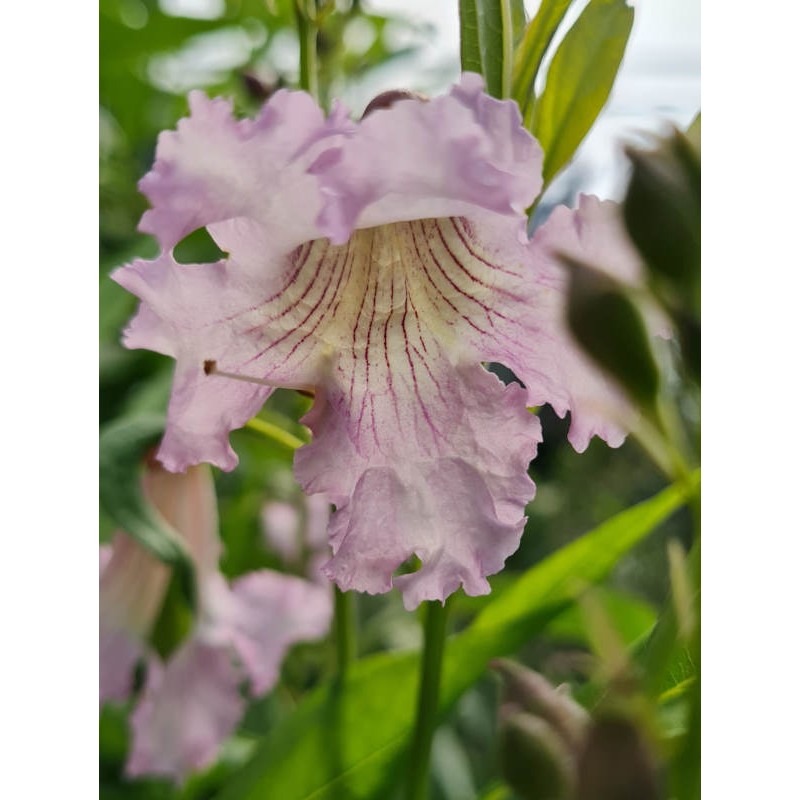 Chitalpa tashkentensis 'Summer Bells'