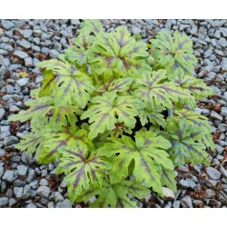 Tiarella 'Emerald Ellie' - leaves in mid July