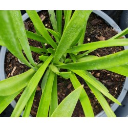 Agapanthus 'Black Magic' - young leaves in Spring