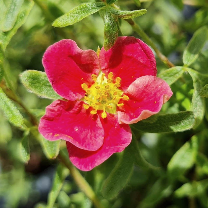 Potentilla fruticosa 'Danny Boy' - pink flowers in sumer