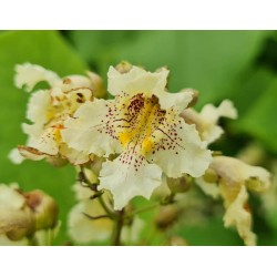 Catalpa ovata - flower close up