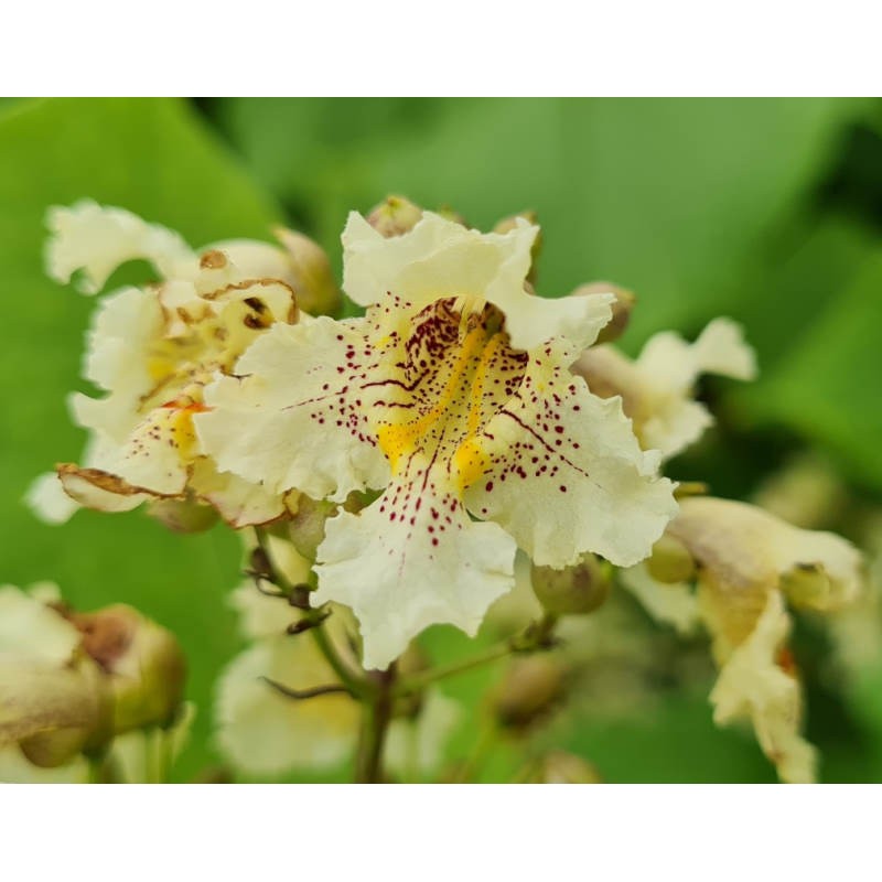 Catalpa ovata - flower close up