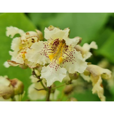 Catalpa ovata - flower close up Catalpa ovata - flower close up