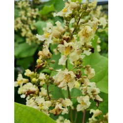 Catalpa ovata - masses of pale yellow flowers in mid Summer