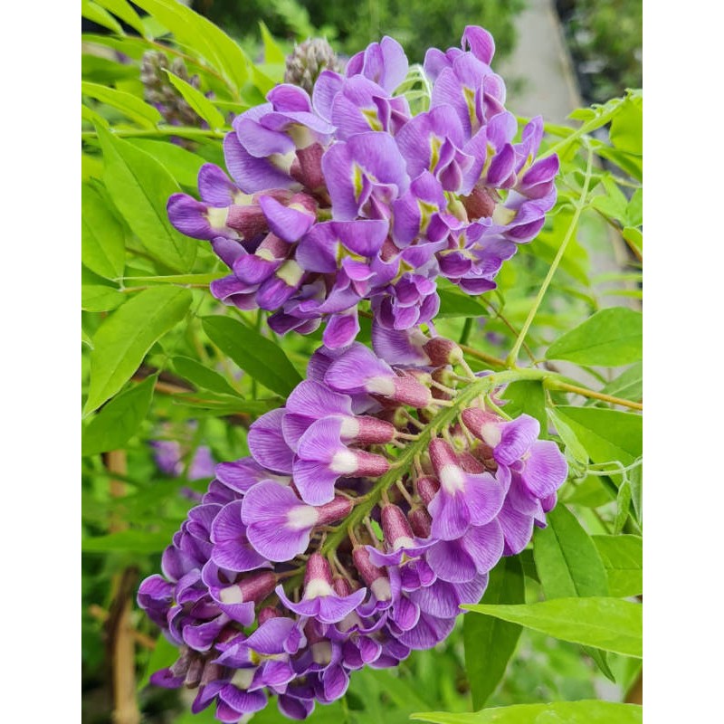 Wisteria frutescens 'Amethyst Falls' - flowers in early Summer