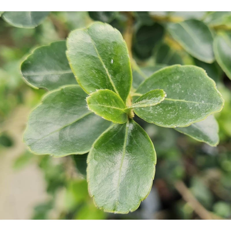 Ilex yunnanensis - dark green leaves in mid summer