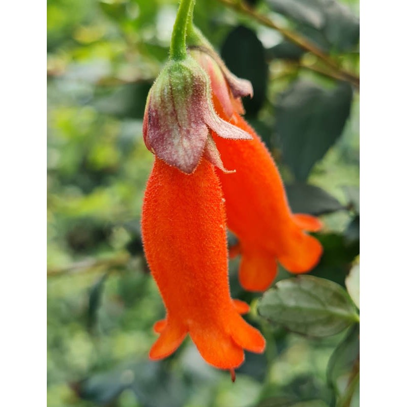 Mitraria coccinea - bright orange-scarlet tubular summer flowers.