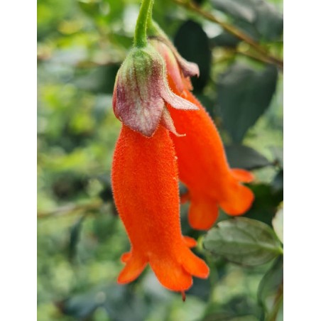 Mitraria coccinea - bright orange-scarlet tubular summer flowers. Mitraria coccinea - bright orange-scarlet tubular summer flowers.