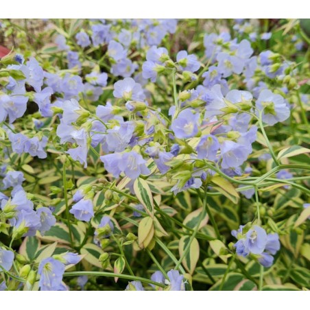 Polemonium 'Stairway to Heaven' - masses of pale blue flowers in late Spring