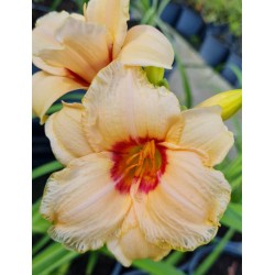 Hemerocallis 'Pandora's Box' - flowers in summer