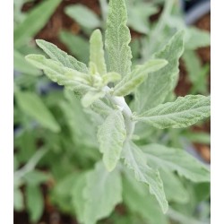 Perovskia 'Little Spire' - young silvery-grey leaves in summer