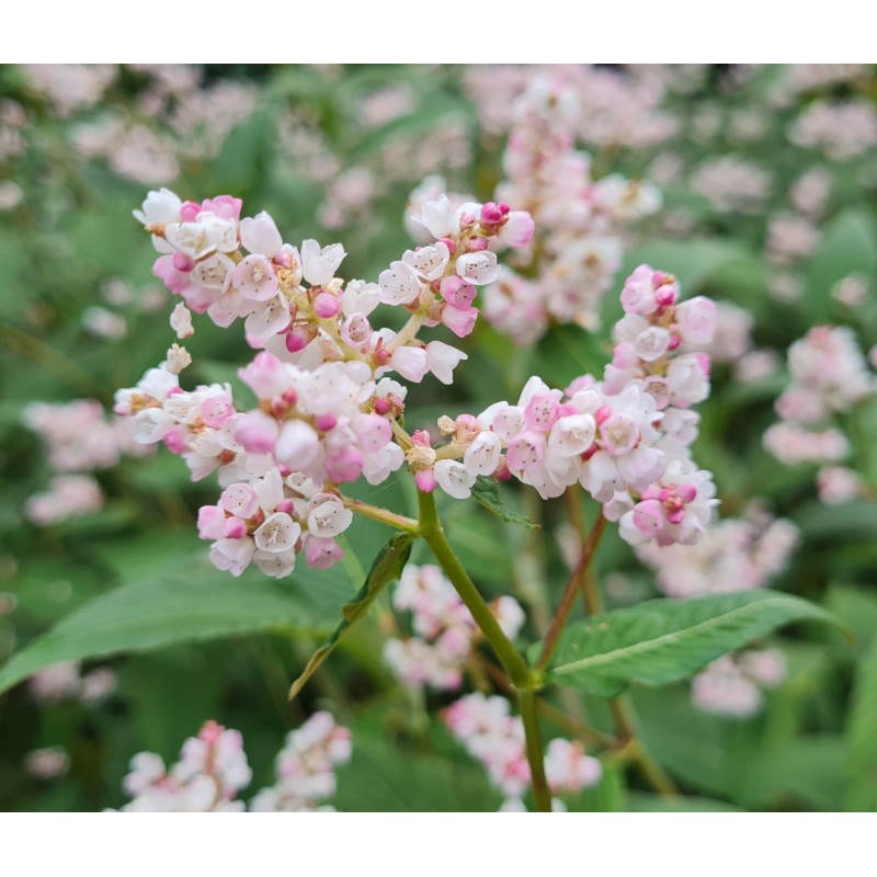 Persicaria campanulata - masses of pink flowers in summer