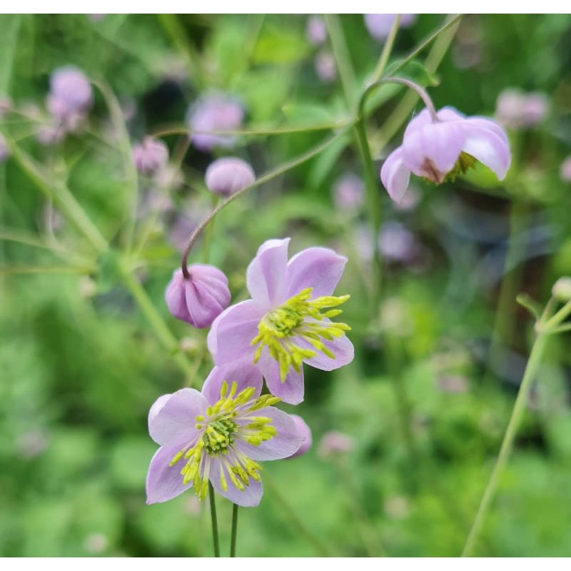 Thalictrum 'Splendide' - flowers in July