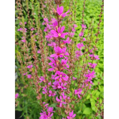 Lythrum virgatum 'Dropmore Purple' - flowers in July