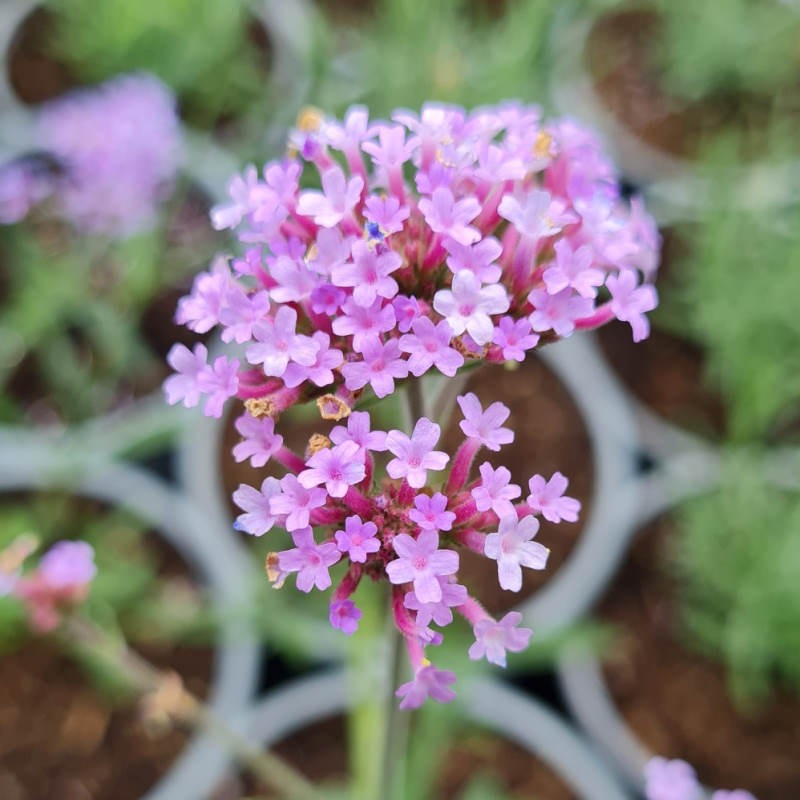 Verbena 'Lollipop' - flowers in mid summer