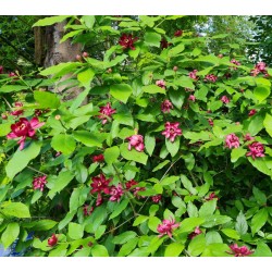 Sinocalycanthus raulstonii 'Hartlage Wine' - summer flowers on an established plant