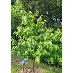 Carpinus fangiana - established plant growing as a small tree in our arboretum