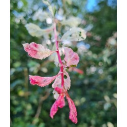 Crataegus laevigata 'Gireoudii' - colourful variegated young shoots in spring.