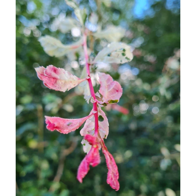 Crataegus laevigata 'Gireoudii' - colourful variegated young shoots in spring.