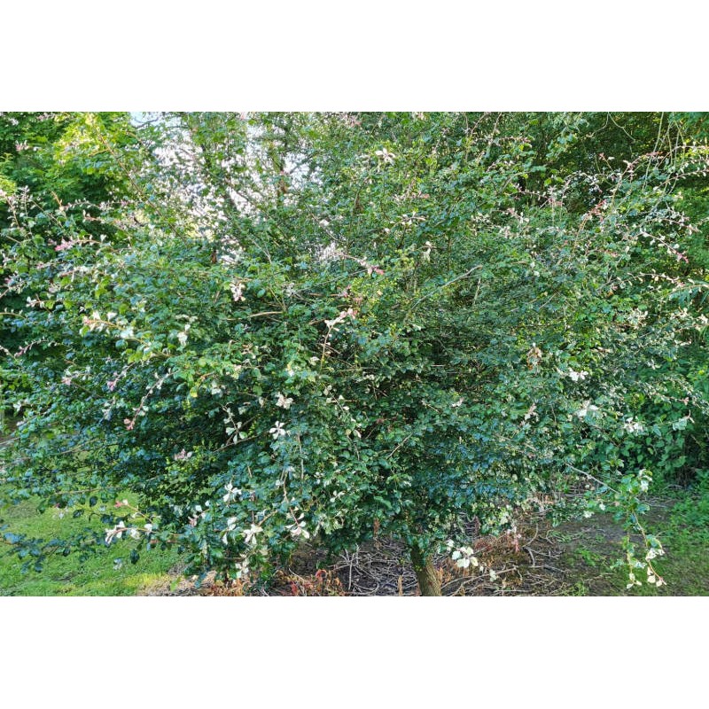 Crataegus laevigata 'Gireoudii' - an established plant in early summer.