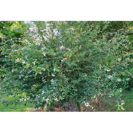 Crataegus laevigata 'Gireoudii' - an established plant in early summer. Crataegus laevigata 'Gireoudii' - an established plant in early summer.