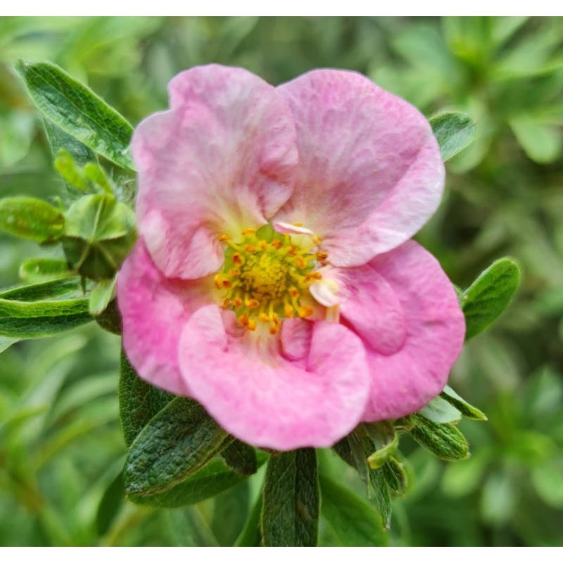 Potentilla fruticosa 'Bellissima' - flowers in summer Potentilla fruticosa 'Bellissima' - flowers in summer