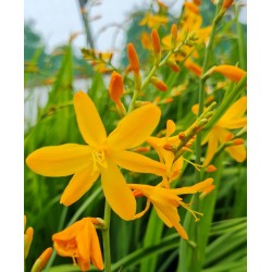 Crocosmia 'George Davidson' - masses of large yellow flowers in July