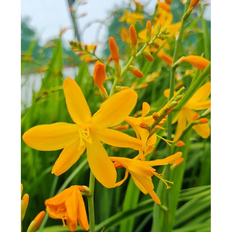 Crocosmia 'George Davidson' - masses of large yellow flowers in July Crocosmia 'George Davidson' - masses of large yellow flowers in July