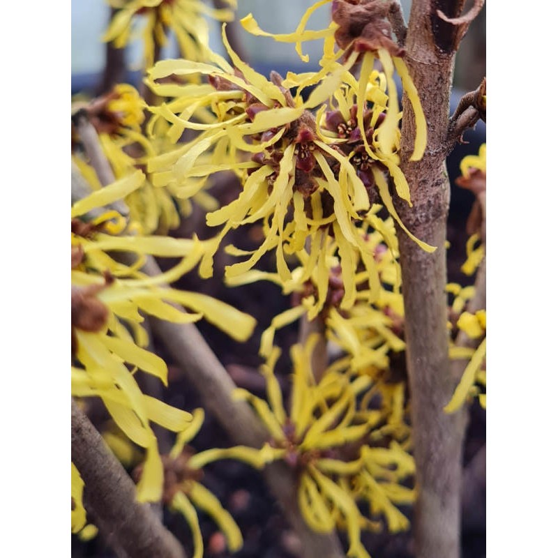 Hamamelis x intermedia 'Westerstede' - masses of yellow flowers in winter Hamamelis x intermedia 'Westerstede' - masses of yellow flowers in winter
