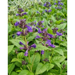 Nepeta 'Neptune' - dark purple flowers in summer