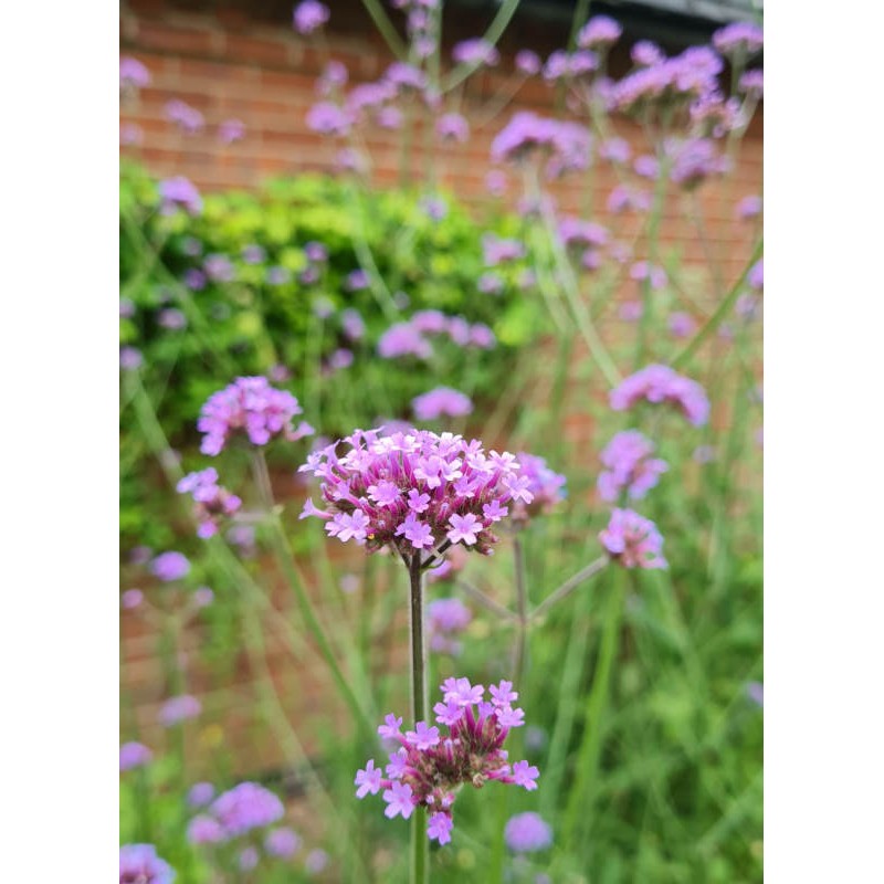 Verbena bonariensis - masses of flowers in July