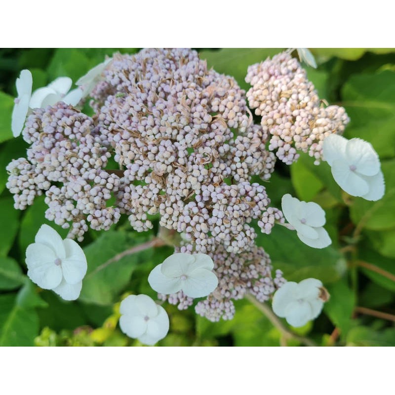 Hydrangea aspera 'Bellevue' - flowers in July