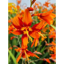 Crocosmia x 'Emily Mckenzie' - flowers in summer