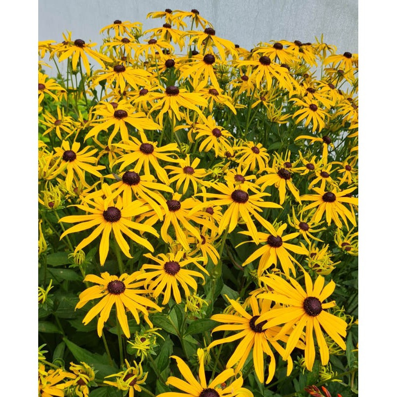 Rudbeckia 'Goldsturm' - mass of summer flowers