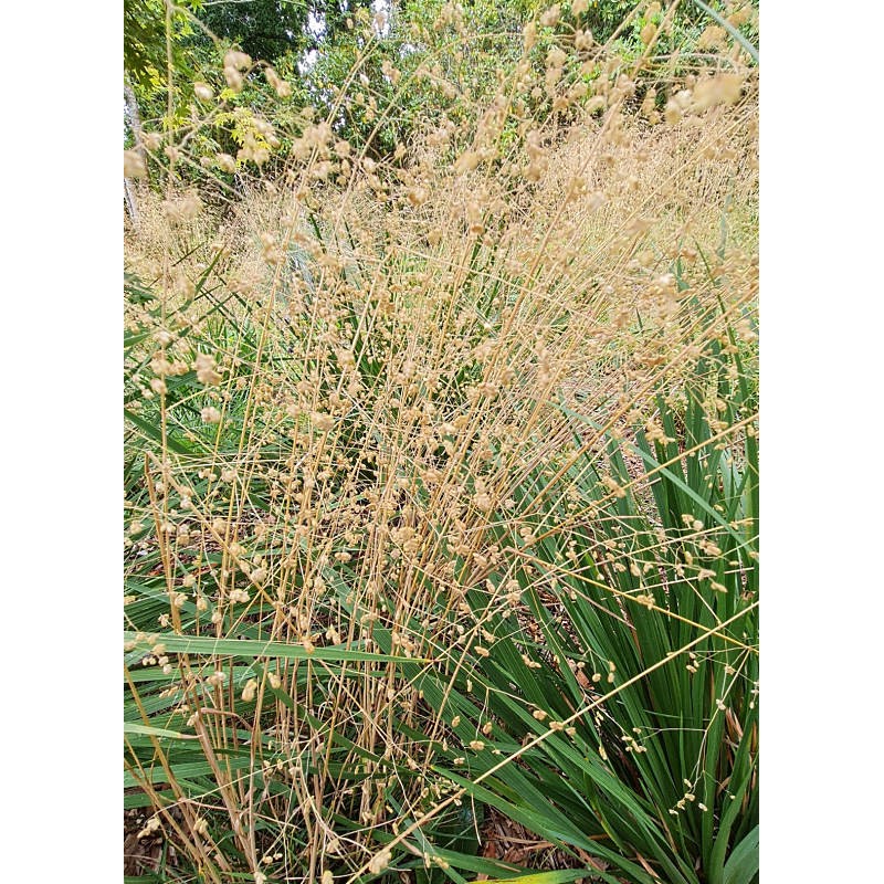 Briza media - flower heads Briza media - flower heads