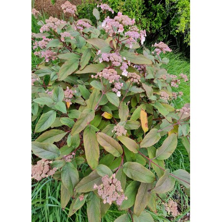 Hydrangea aspera 'Hot Chocolate' in August