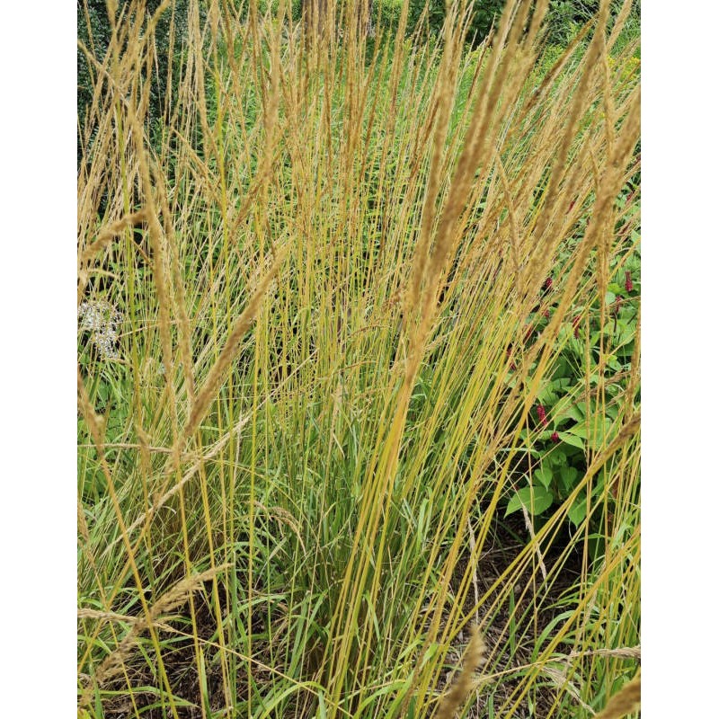 Calamagrostis x acutiflora 'Karl Foerster'